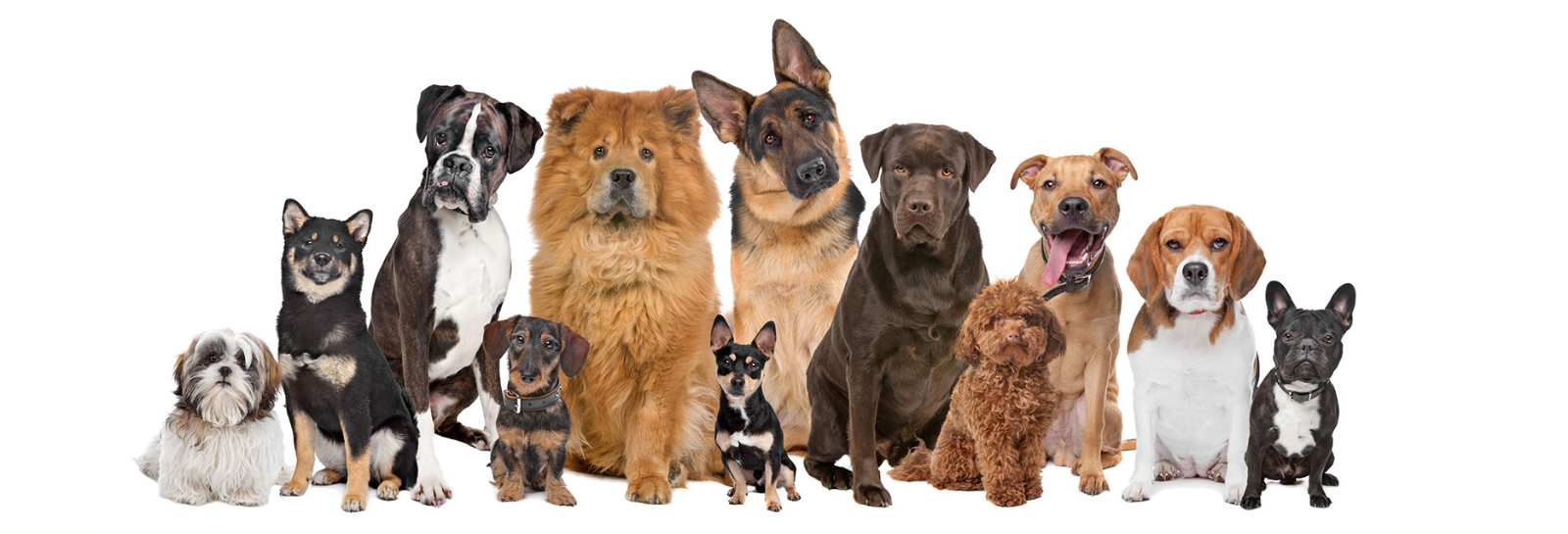 Dog Control Policy and Bylaw Participate